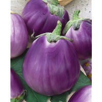 Aubergine violette