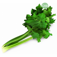 Céleri branche bio