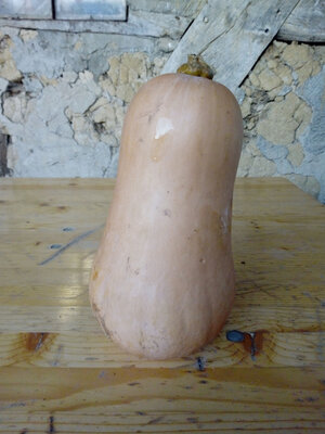 Courge butternut