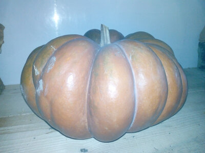 Courge muscade