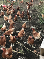 Poules pondeuses bio plein air