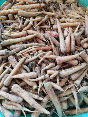 Carottes jaunes du doubs 1 kg