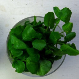 Salade cresson de semis