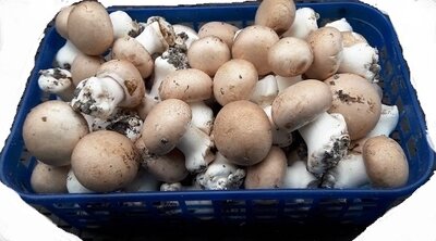 Champignons de paris bruns - poche de 500g