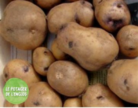 Pomme de terre early rose bio