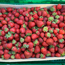 Fraise a confiture