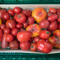 Colis de tomate pour sauce  bio