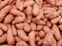 Pdt corne de gatte bio