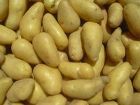 Pdterre safrane risque piqûre