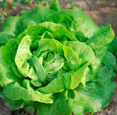 Laitue verte bio