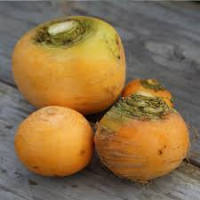 Navet boule d'or bio
