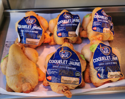 Coquelet jaune