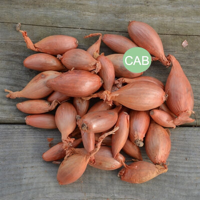 échalote, bio
