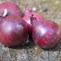 Oignons rouges bio