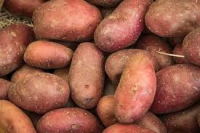 Pomme de terre purée bio