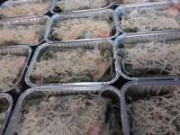 Gratin du pecheur en crepe verte