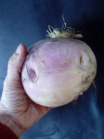 Navets  ronds (violets/blancs)