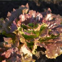 Batavia rouge en conversion bio