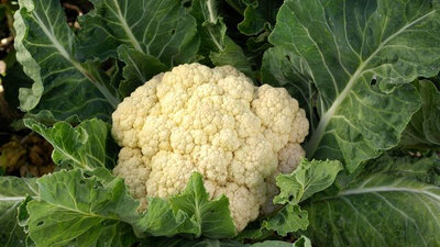 Chou fleur