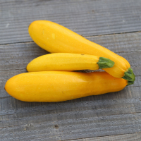Courgette jaune bio