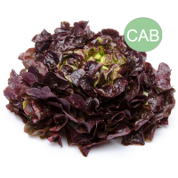 Feuille de chêne verte ou rouge bio