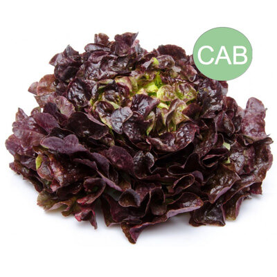 Feuille de chêne verte ou rouge bio