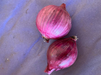 Oignons rouge conservation.