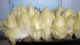 Endives - image 2