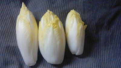Endives