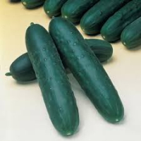 Concombre court épineux bio