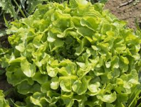 Salade feuille de chêne verte en conversion b