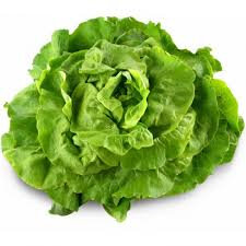 Salade laitue en conversion bio