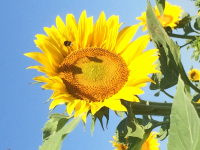 Huile de tournesol 3 l