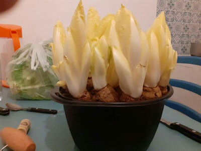 Kit pour forcer ses endives soi-mêm