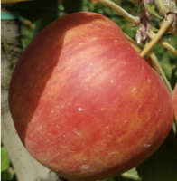 Pomme pirouette