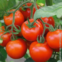 Plant de tomate saint pierre
