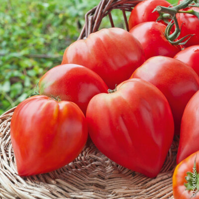 Plant de tomate coeur de boeuf