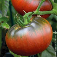 Plant de tomate noire de crimée