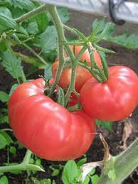 Plant de tomate rose de berne