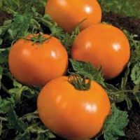 Plant de tomate orange à gros fruits