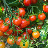 Plant de tomate cerise rouge