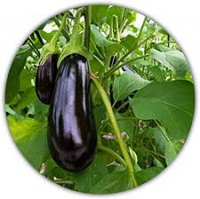 Plant d'aubergine