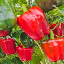 Plant de poivron carré rouge