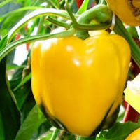 Plant de poivron carré jaune