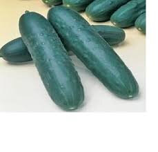 Plant de concombre