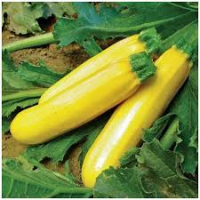 Plant de courgette jaune