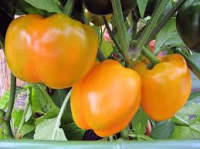 Plant de poivron carré orange