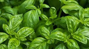 Plant de basilic à grandes feuilles