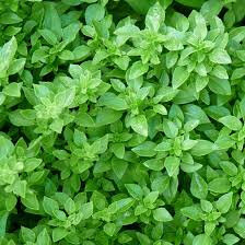 Plant de basilic à petites feuilles