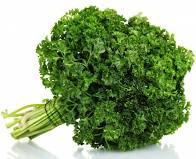 Plant de persil frisé